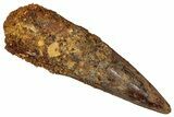 Fossil Spinosaurus Tooth - Real Dinosaur Tooth #344602-1
